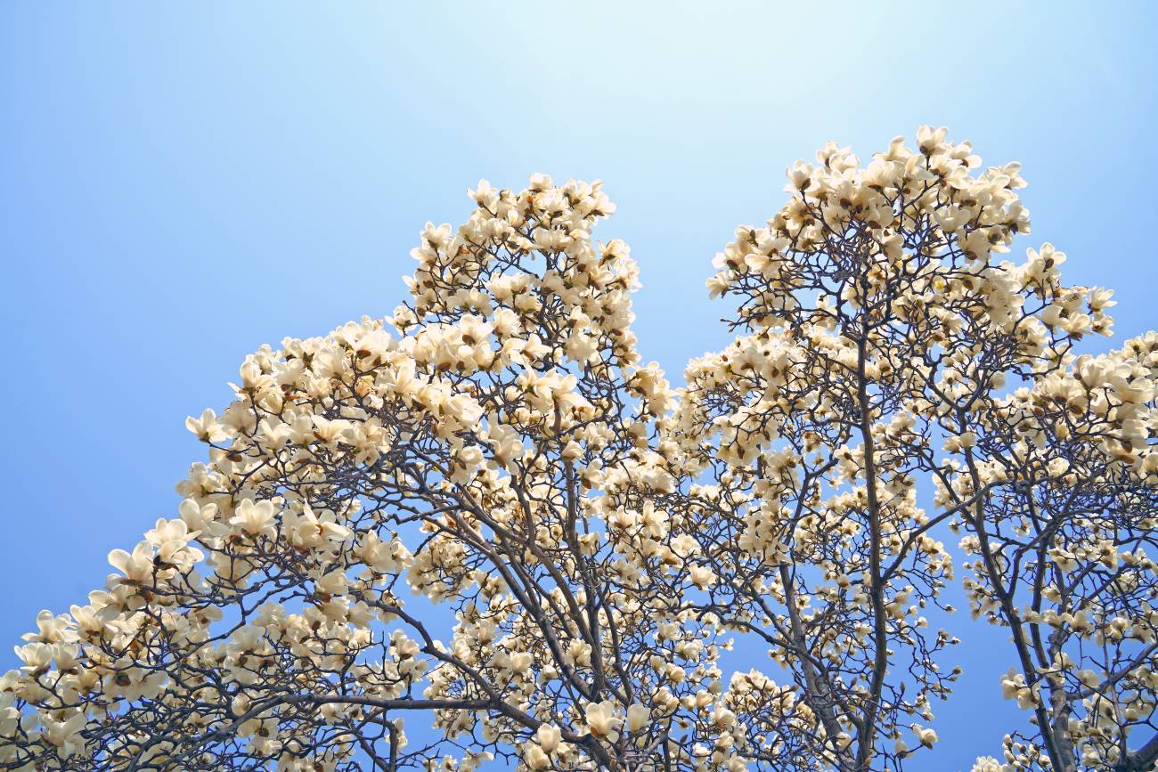 노서동 고분군 목련 