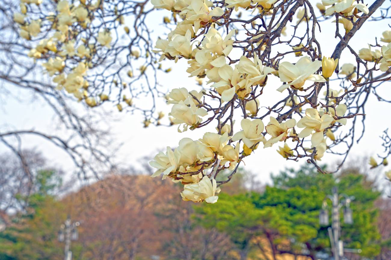 노서동 고분군 목련 