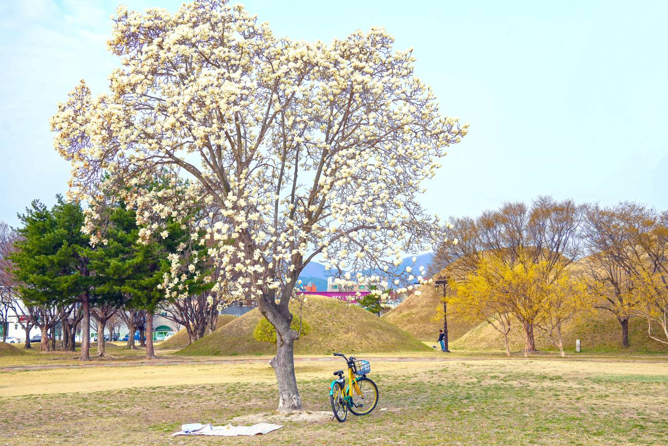 노서동 고분군 목련 