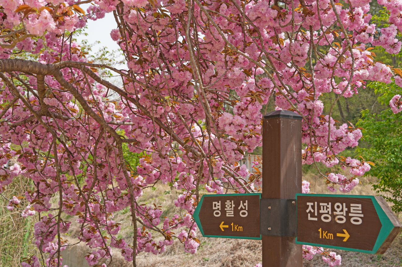 선덕여왕길