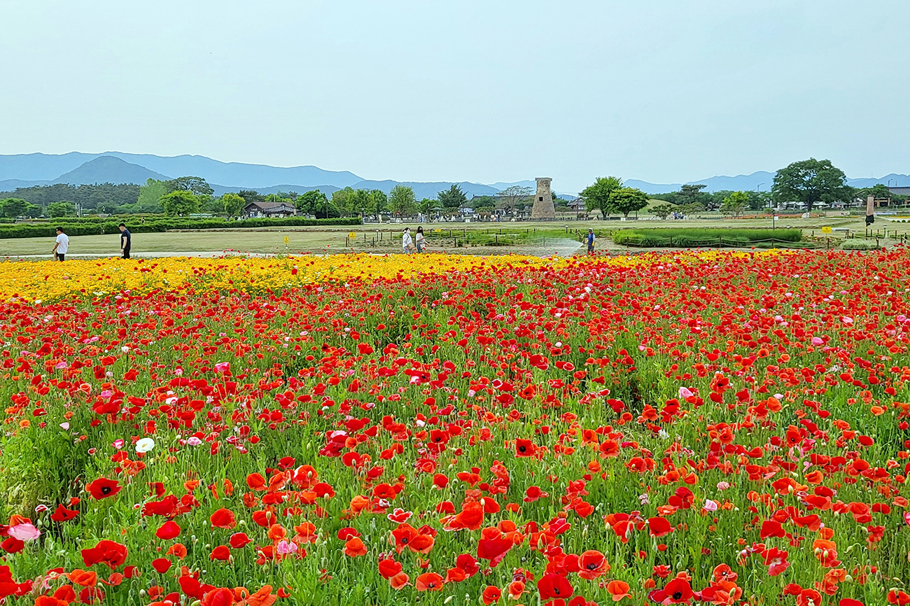 동부사적지대 꽃단지의 5월