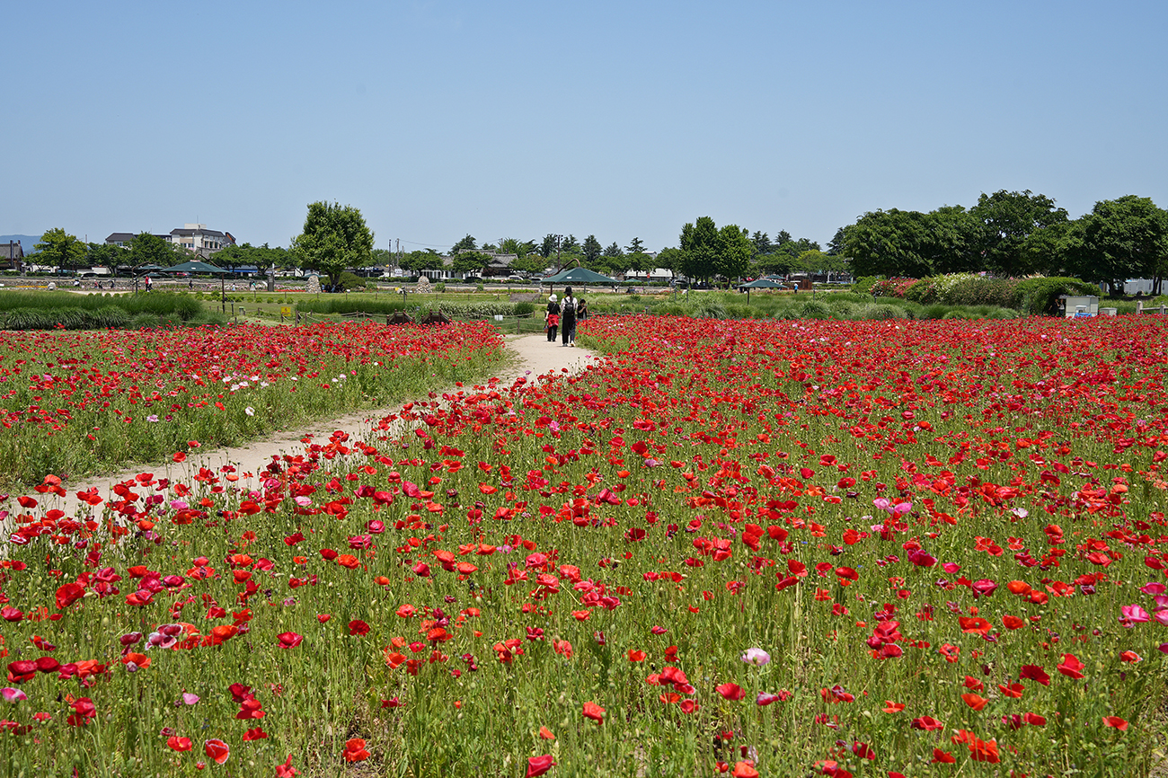 동부사적지대 꽃단지의 5월