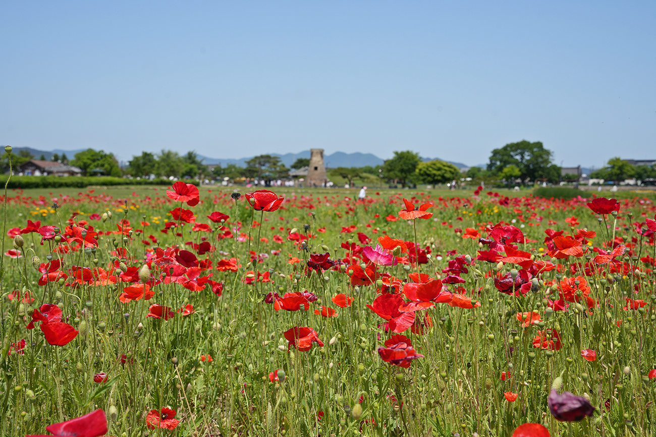 동부사적지대 꽃단지의 5월