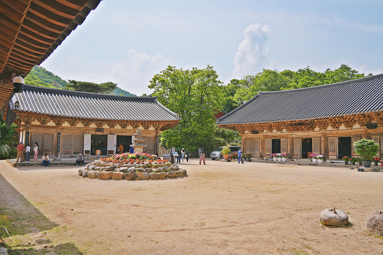 기림사 수국