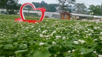 동궁원, 메밀꽃밭 하얗게 만발한 사이 길을 걸어보세요.