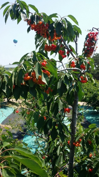 동궁원 체리나무에 체리가 주렁주렁 달렸어요!