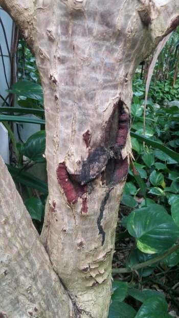 피를 흘리는 신기한 나무 '용혈수'