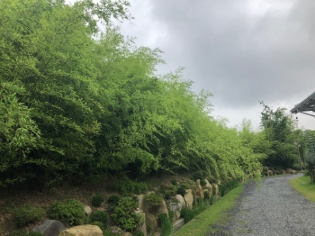 보슬비 내리는날 동궁원 식물원 뒷길