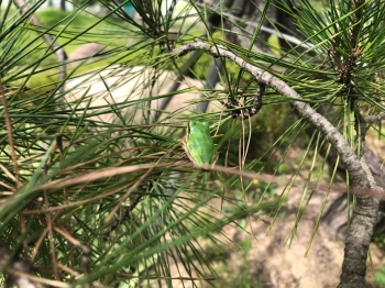 초록빛 소나무 위 청개구리를 찾아보세요!
