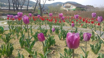 동궁원에 튤립이 한창이네요~
