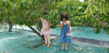 체리따기 체험하러 동궁원 오세요!