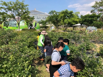동궁원에 오셔서 블루베리 체험하세요~