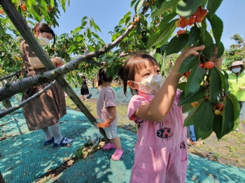 새콤달콤 체리열매가 한가득~^^
