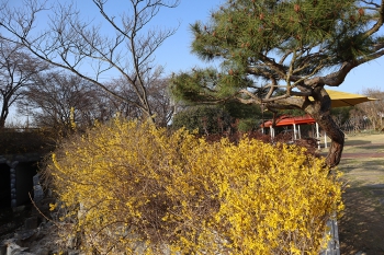 개나리가 동궁원에 봄을 데려왔어요~!