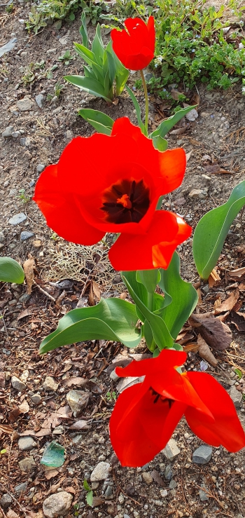 예쁜 꽃들이 피기 시작한 동궁원