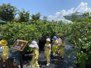 블루베리따기체험이 한창인 동궁원