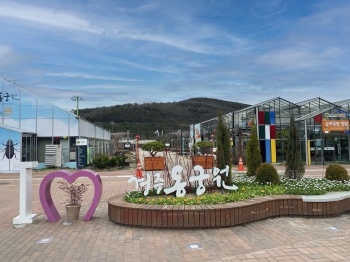 금잔화와 마가렛