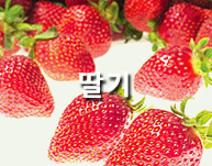 딸기
