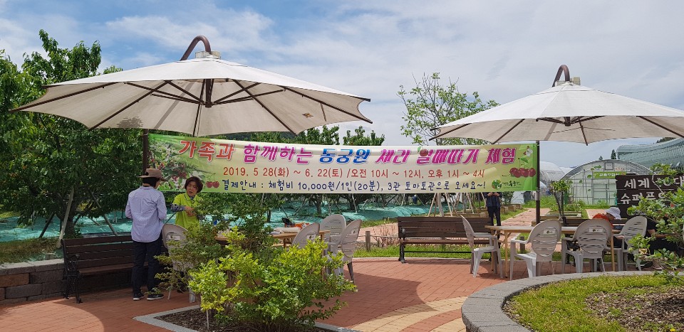 체리열매 따기 체험