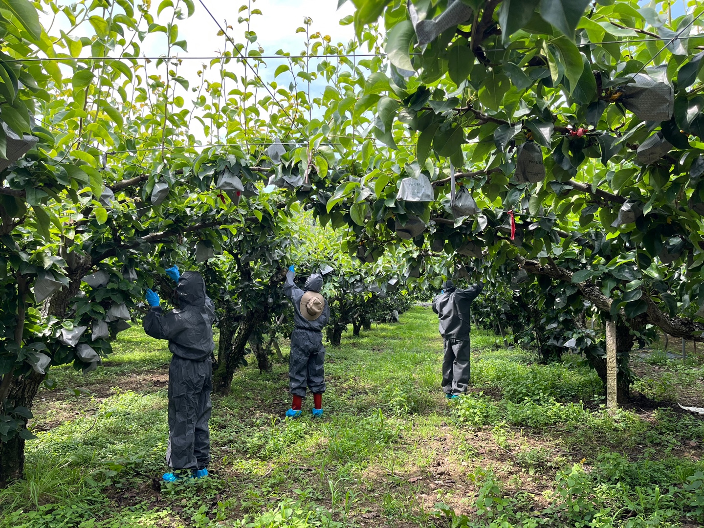 경주시가 과수화상병 발생을 막기 위해 사과, 배 등 과수 재배 밀집지역을 상대로 정밀 예찰을 실시하고 있는 모습.