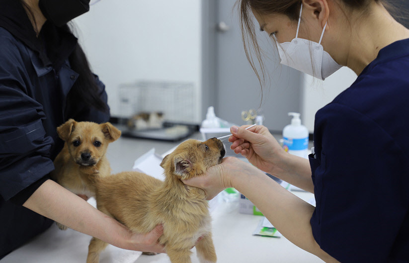 구조된 강아지가 경주동물사랑보호센터에서 질병 여부 확인 검사를 진행하고 있다.