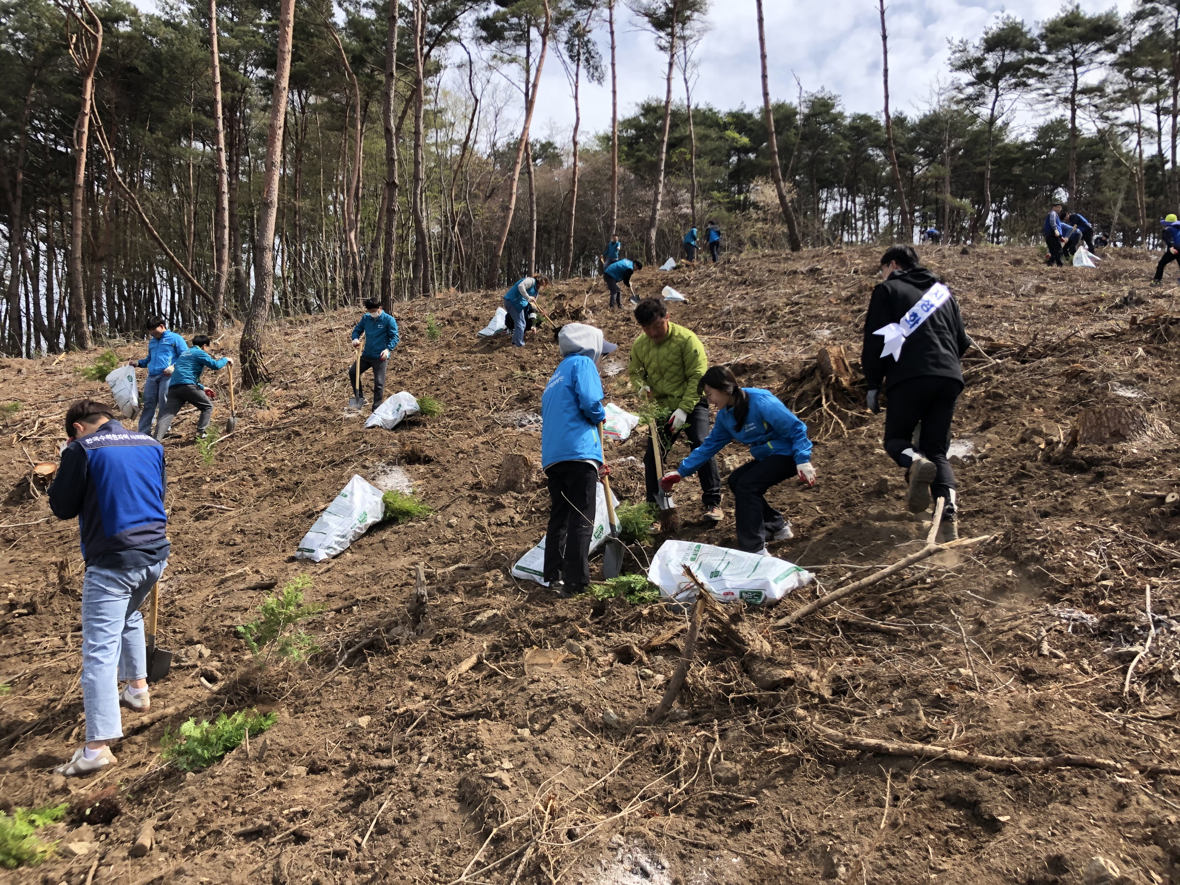 지난 4일 산내 내일리 일원에서 개최된 식목일 행사에 참석한 단체와 시민 등 250여명이 편백나무 4500본을 식재하고 있다