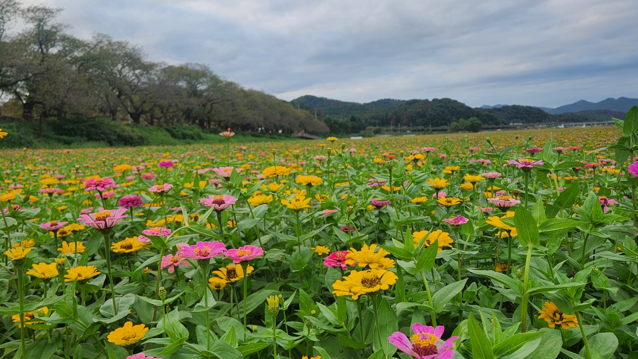 경주시 형산강변, 백일홍 물결로 가을 정취 더해