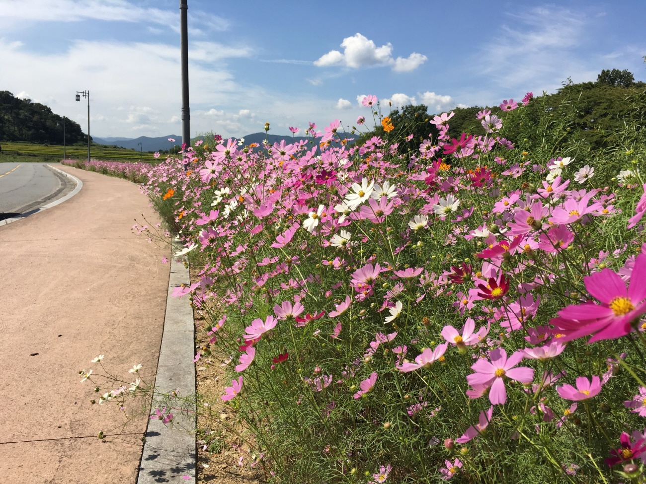 코스모스 꽃길 조성