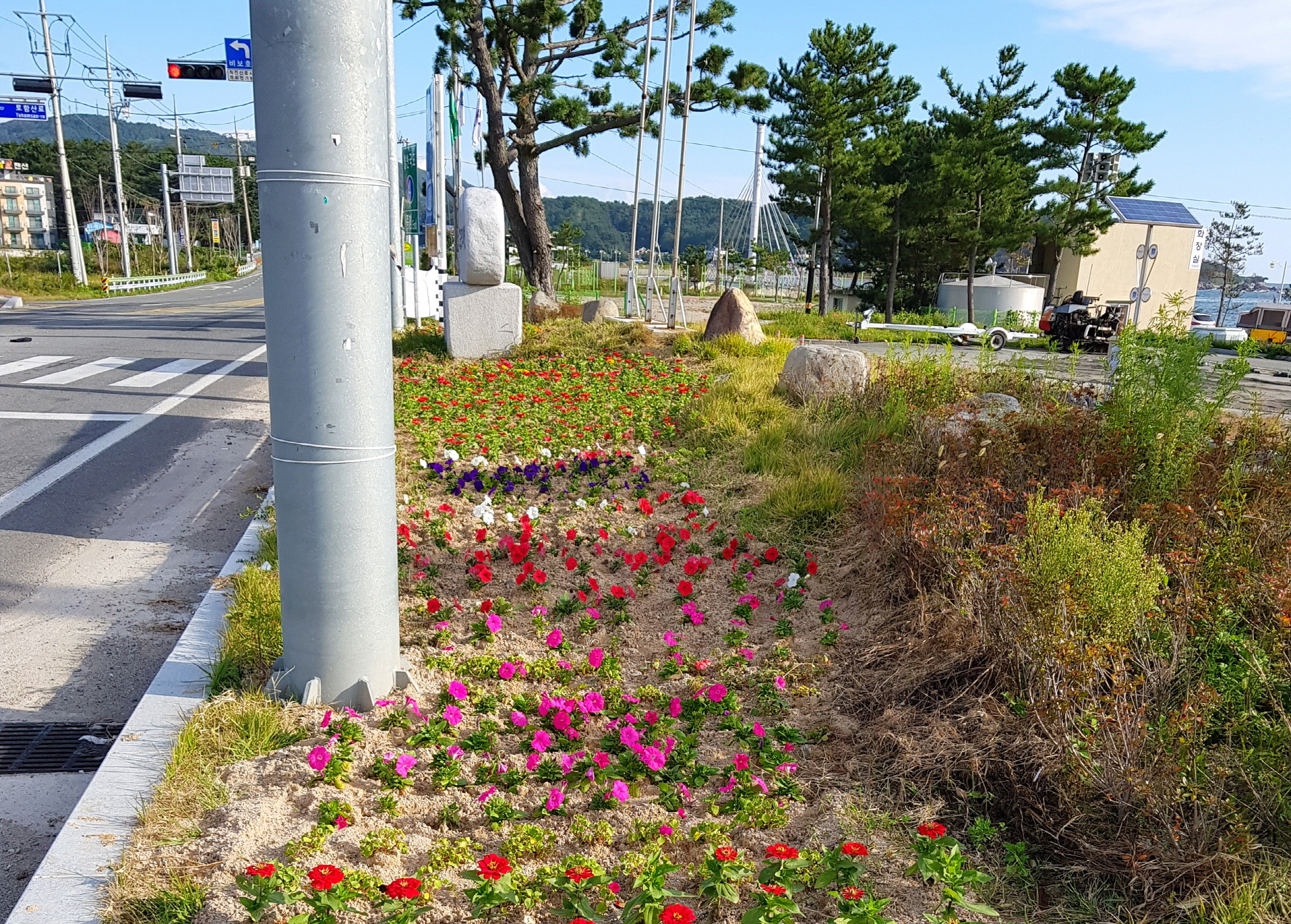 도로변 가을꽃 식재