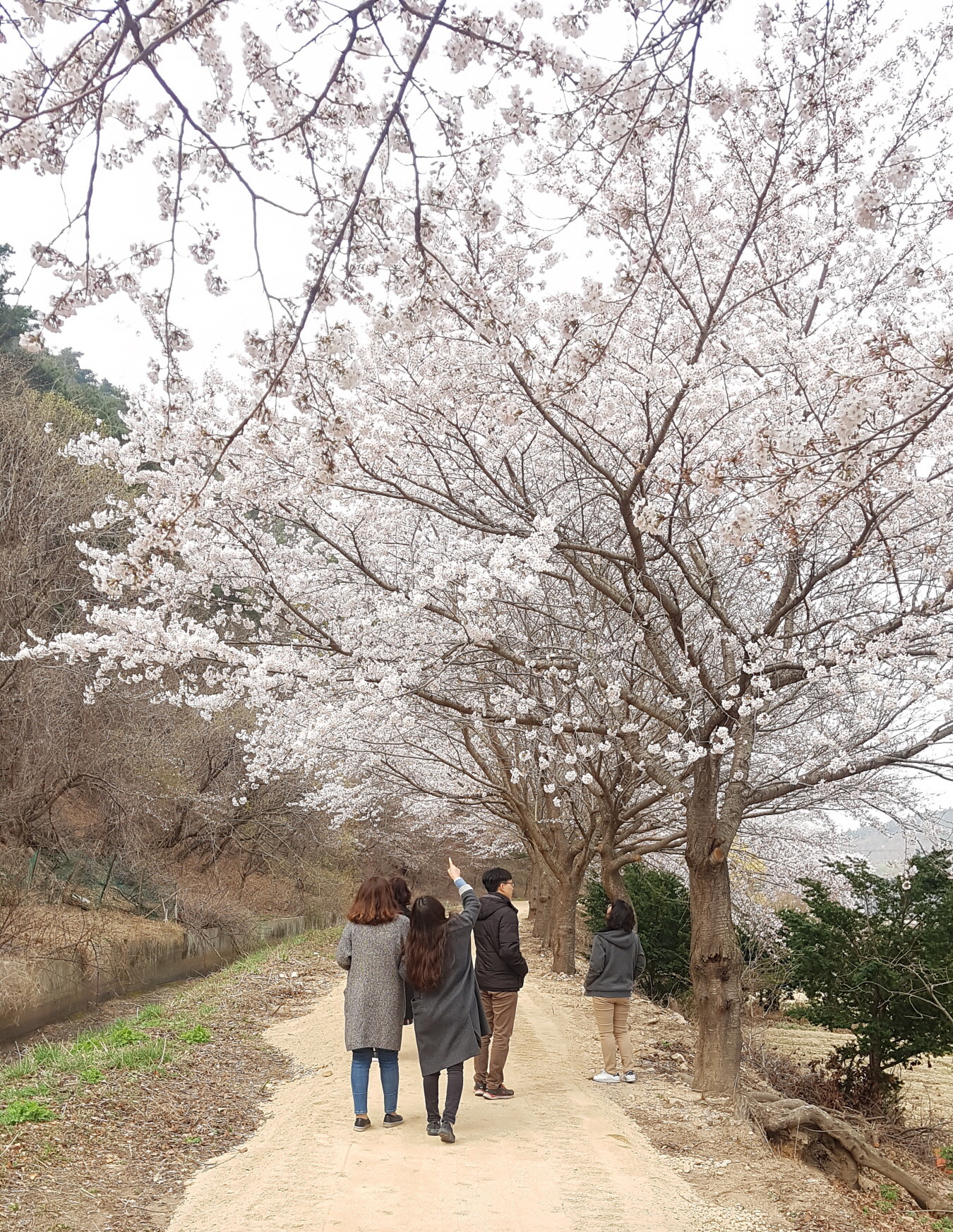 명활성 벚꽃 길