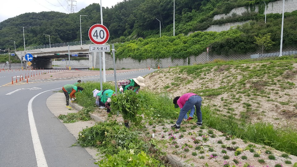 관광객 맞이 환경정화 활동