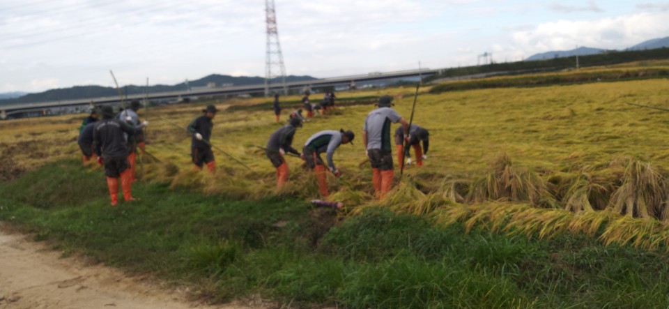 태풍 피해농가 벼 세우기