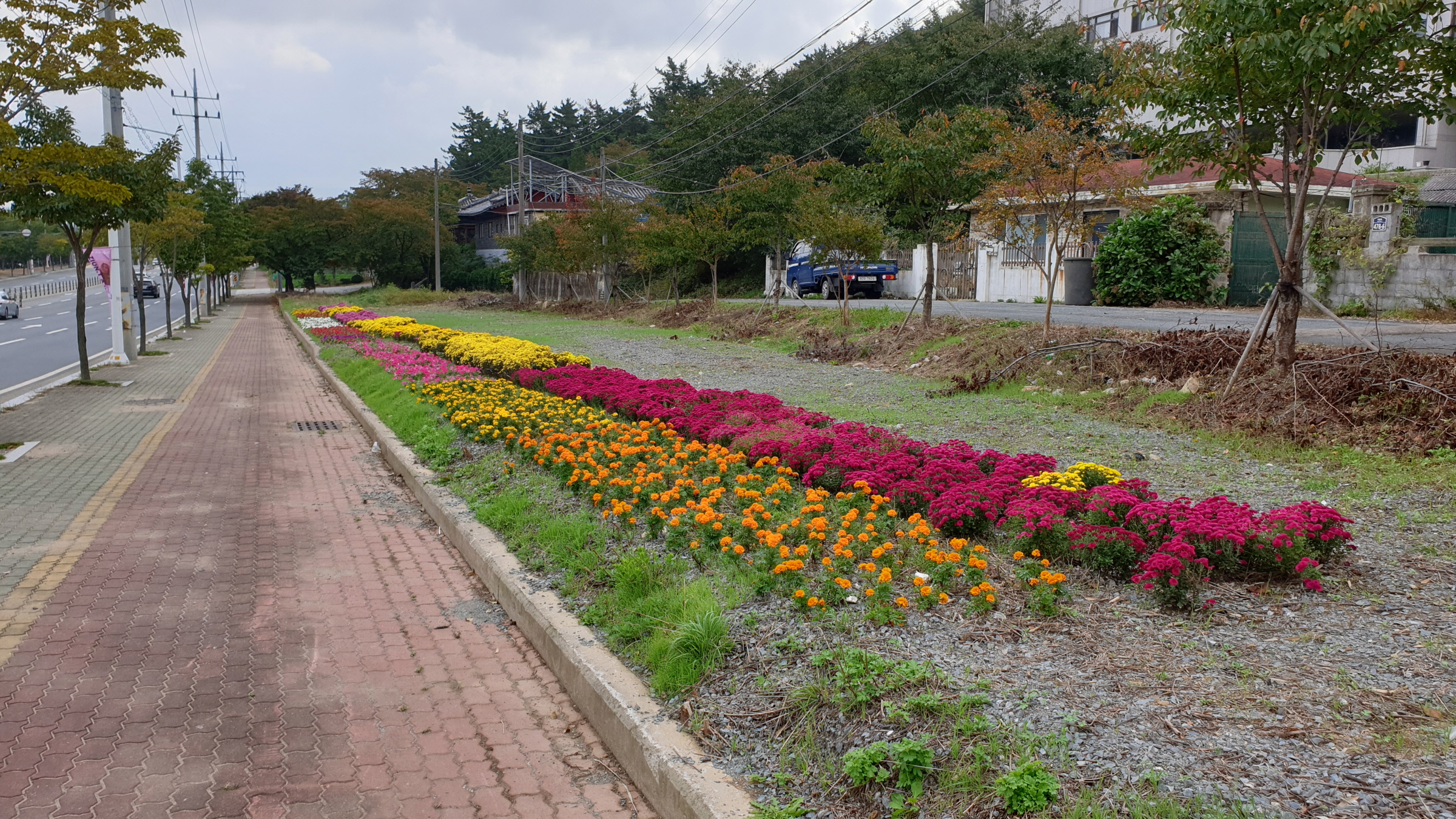 충효생태하천 가을꽃