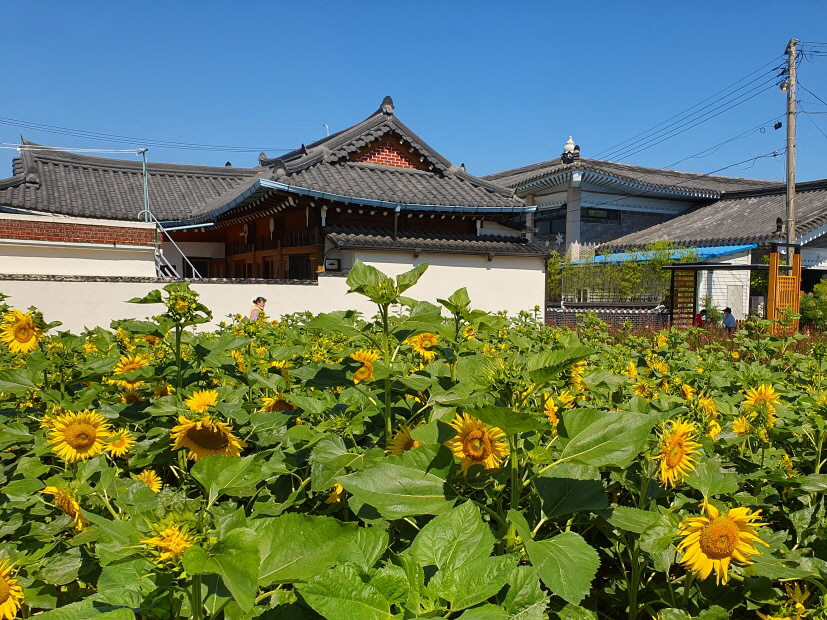 해바라기꽃