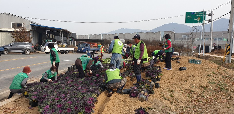 꽃양배추 꽃동산 조성