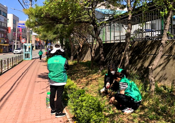 계림중학교 옆 담벼락에 왕벚나무를 식재하는 모습