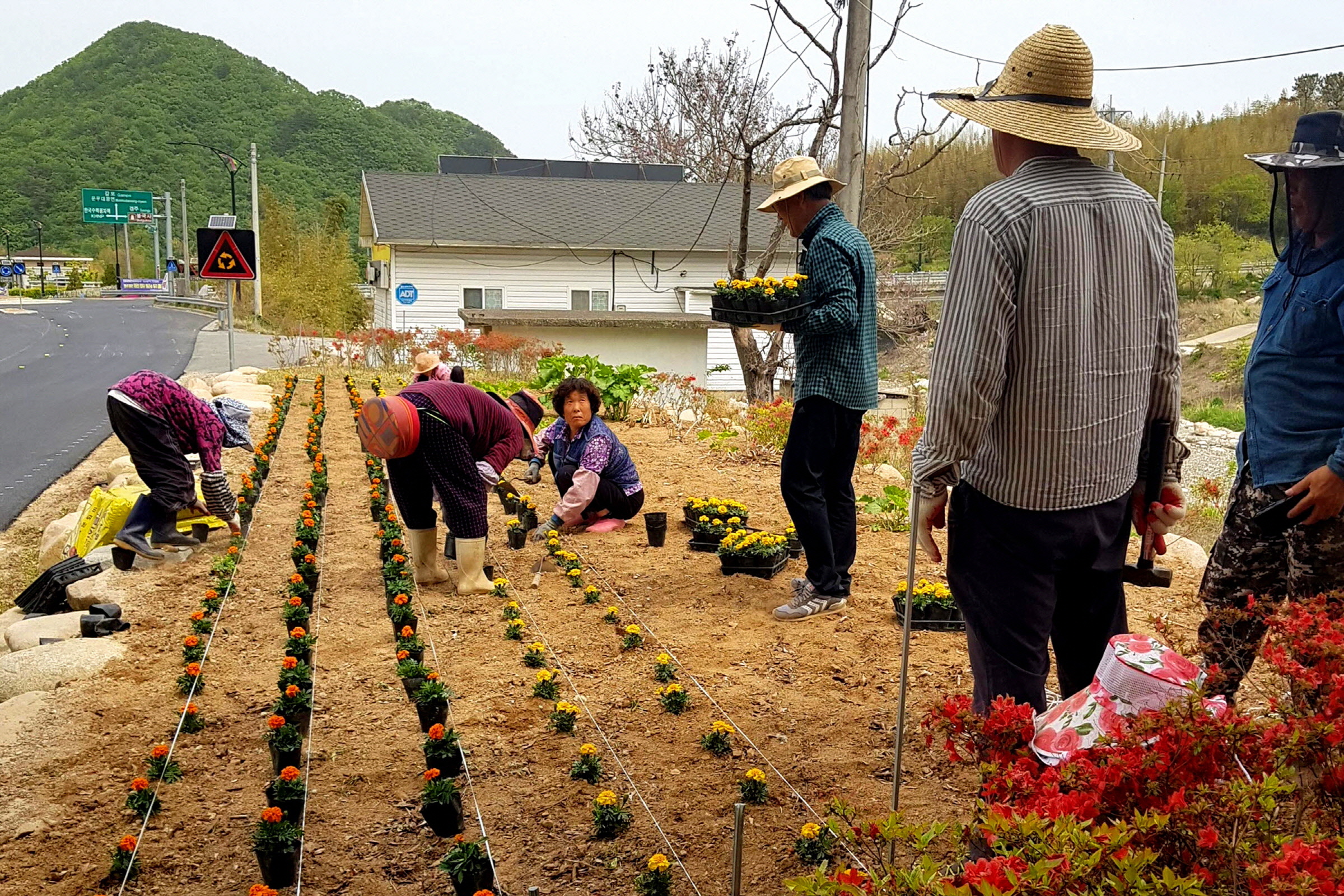 마을꽃동산에 꽃을 식재하는 모습