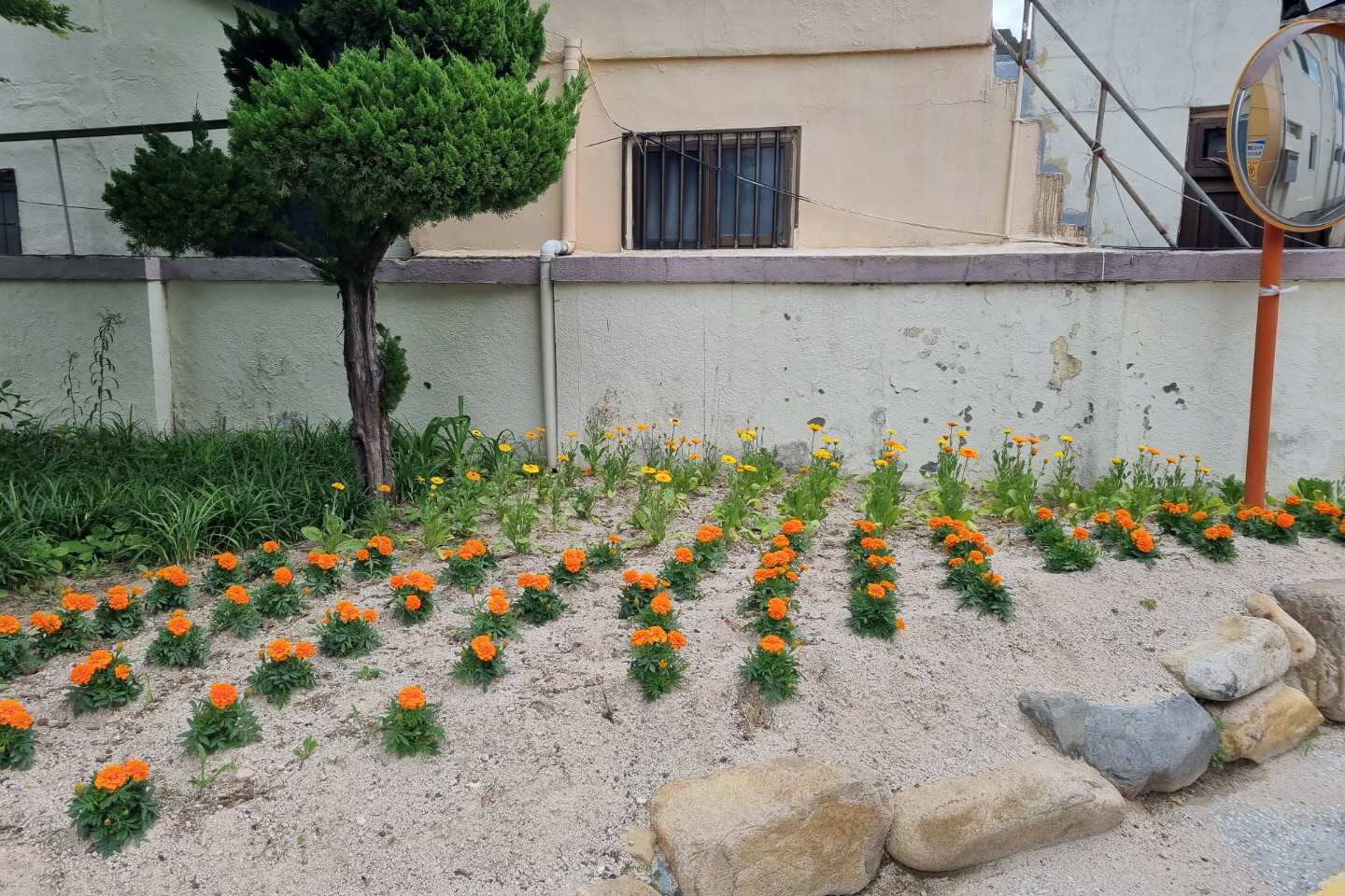 월성동 화단에 식재된 꽃의 모습