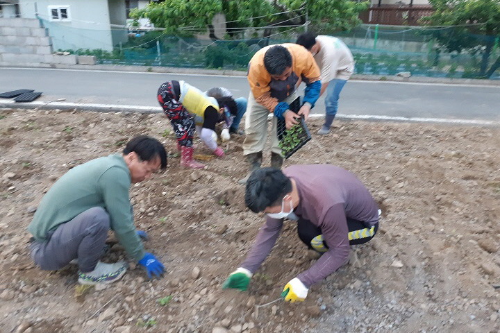마을 주민들이 직접 유휴지에 꽃밭을 가꾸는 모습