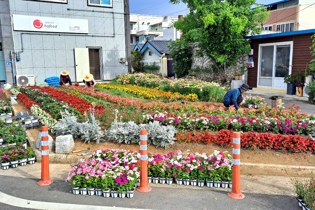 안강4리 마을 주민들이 공한지에 꽃을 식재하며 마을정원을 조성하는 모습