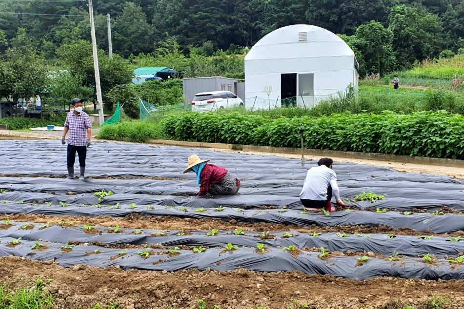 안강읍 지역사회보장협의체 위원들이 ‘사랑의 김장나누기’ 활동을 위한 비닐작업과 모종심기 작업을 실시하는 모습