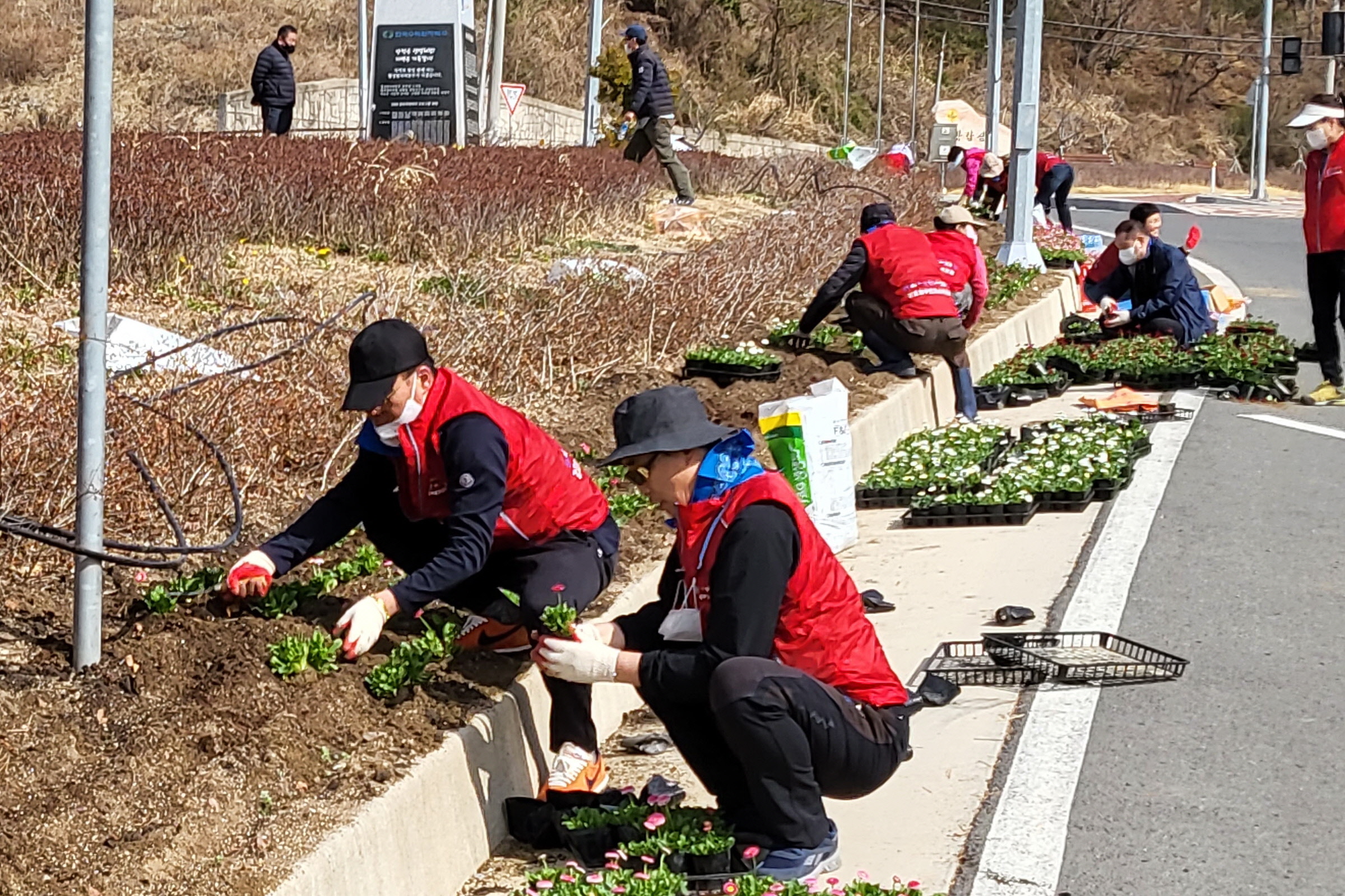 30일 경주시 감포읍 주민자치위원회 회원들이 아름다운달방고개 소공원에서 봄꽃을 식재하고 있다