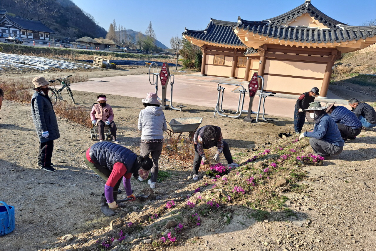 지난 8일 경주시 양동리 마을회 주민들이 아름다운 마을 풍경을 위해 신축 경로당과 체험관, 승마장 주변 자투리땅에서 꽃 잔디 2500본을 식재하고 있다