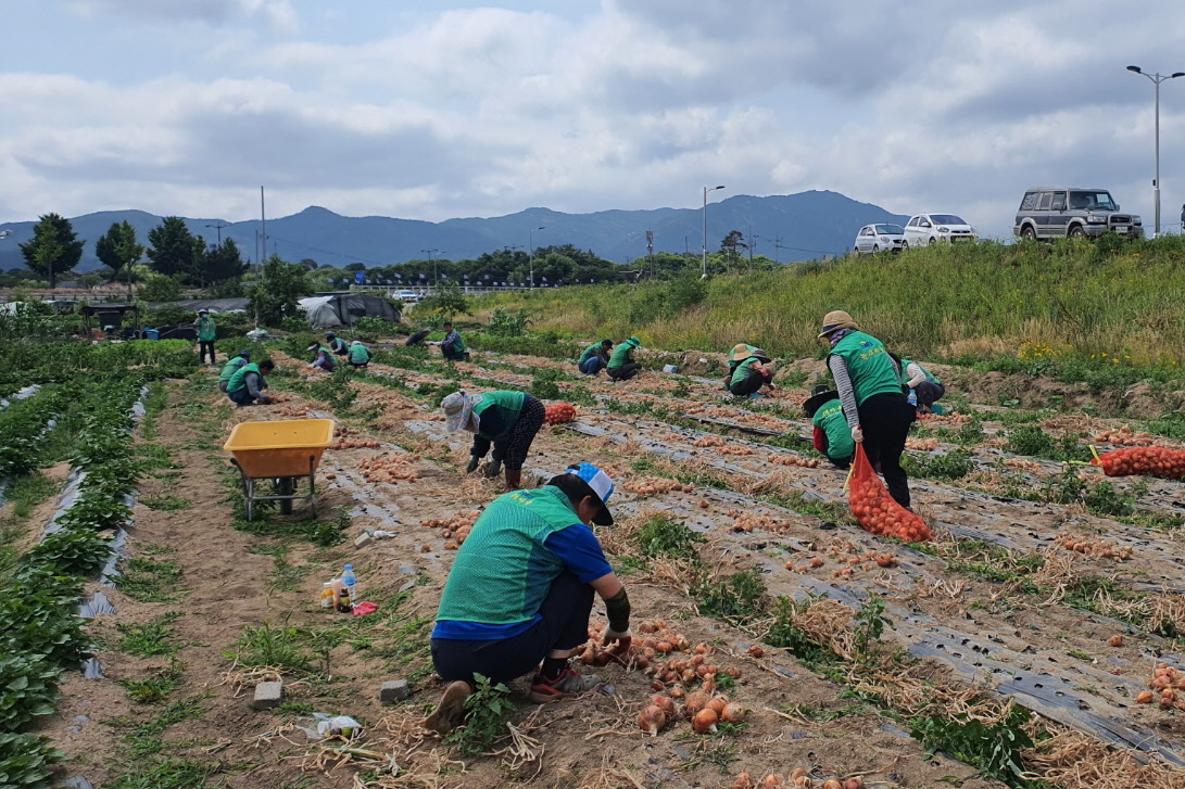 경주시 황남동 새마을회원 20여 명이 지난 12일 국당마을 남천변 인근 마을 유휴지(약 500㎡)에서 양파를 수확하고 있다