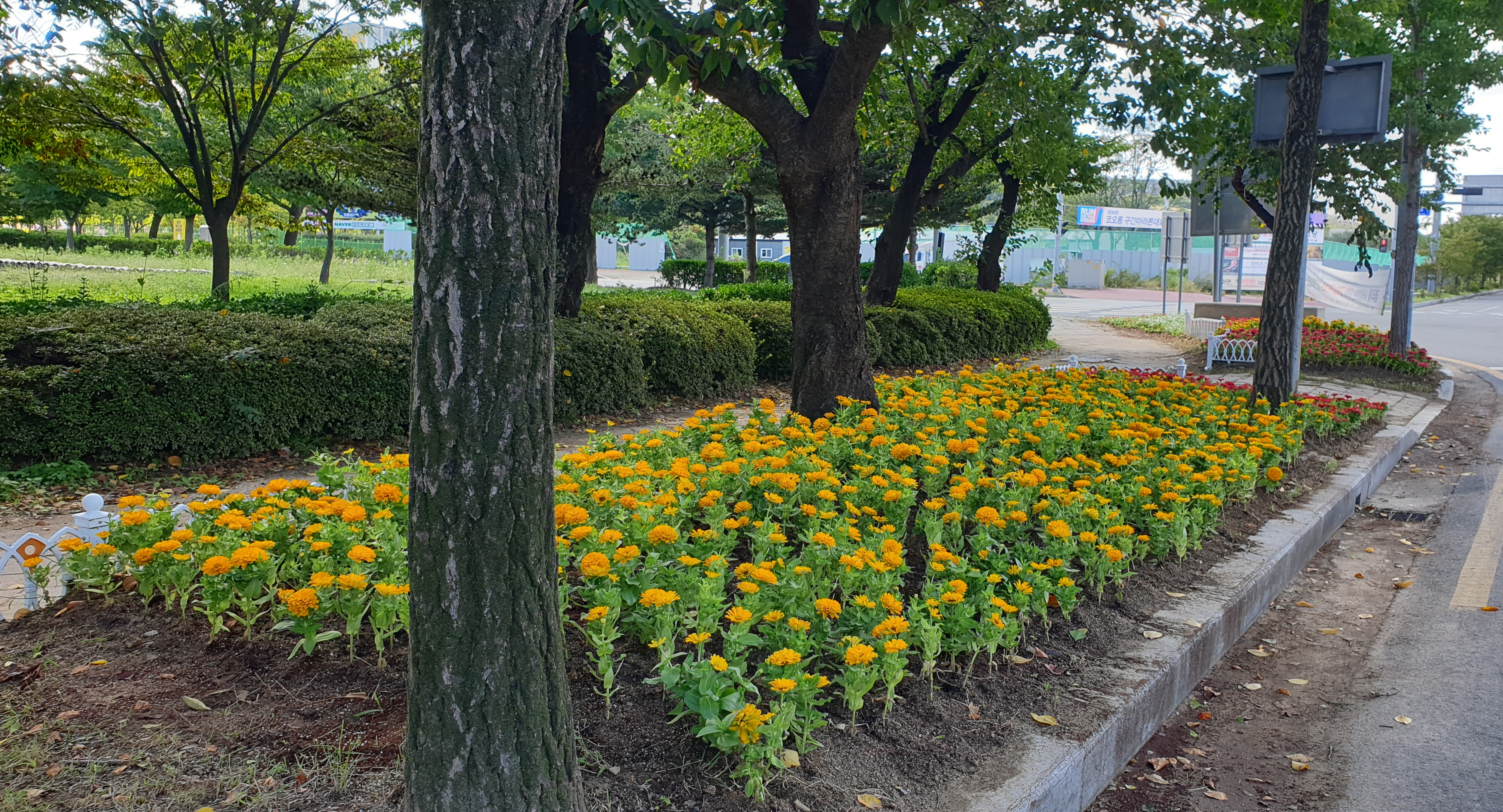 가을꽃으로 새 단장을 마친 보덕동 천군네거리 모습