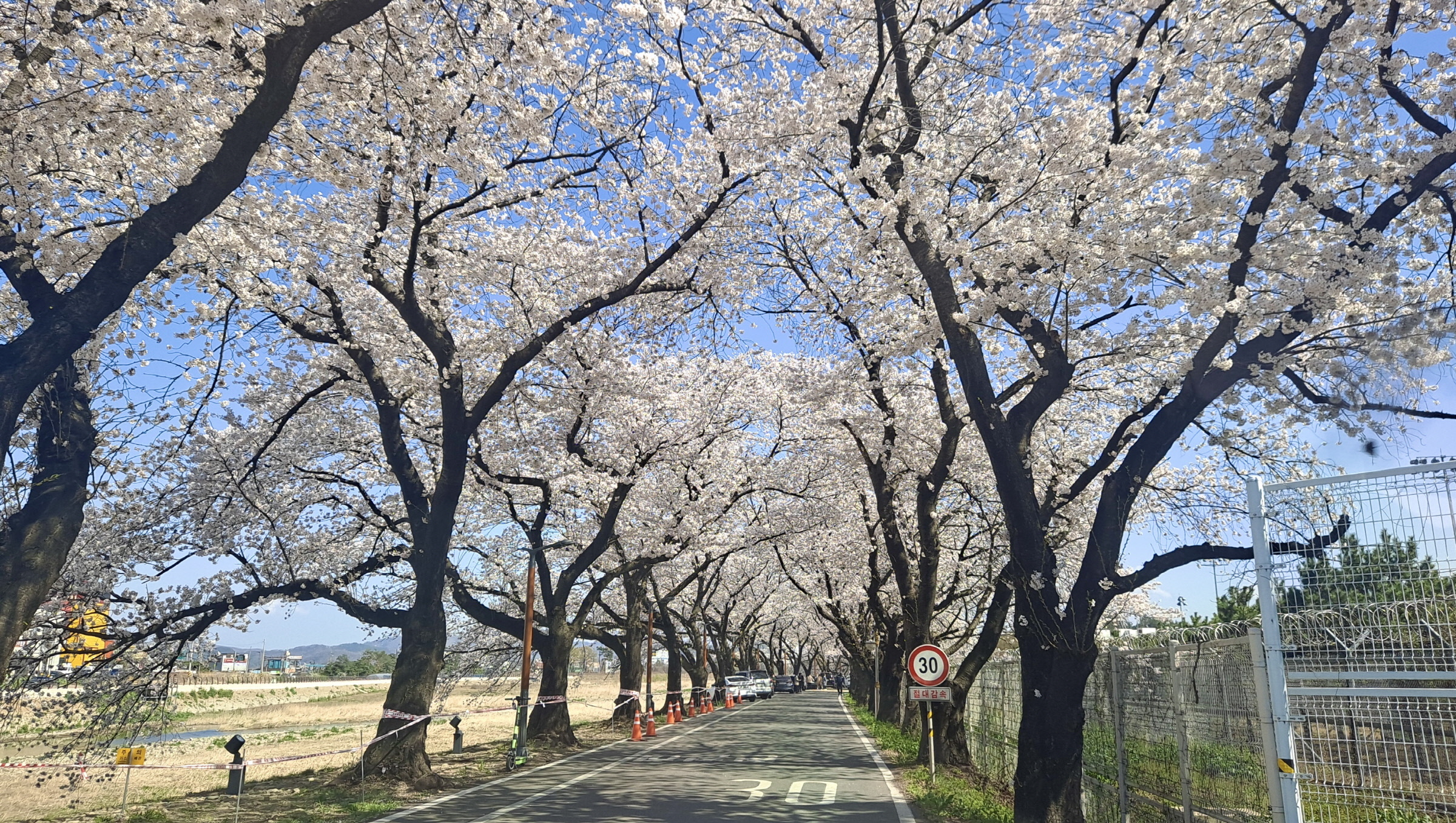 1-1. (주)풍산 안강사업장 진입로인근 칠평천변 벚꽃길 전경.jpeg