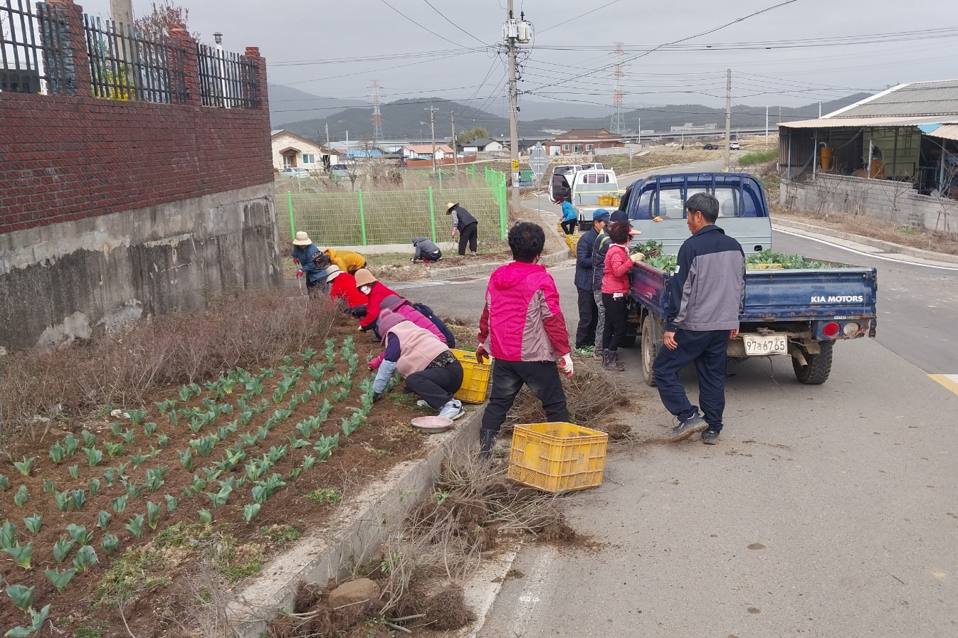 14-1. 경주시 외동읍 개곡1리 마을주민들이 아름다운 외동읍 만들기 사업의 하나로 마을 유휴지에서 튤립을 식재하고 있는 모습.jpg