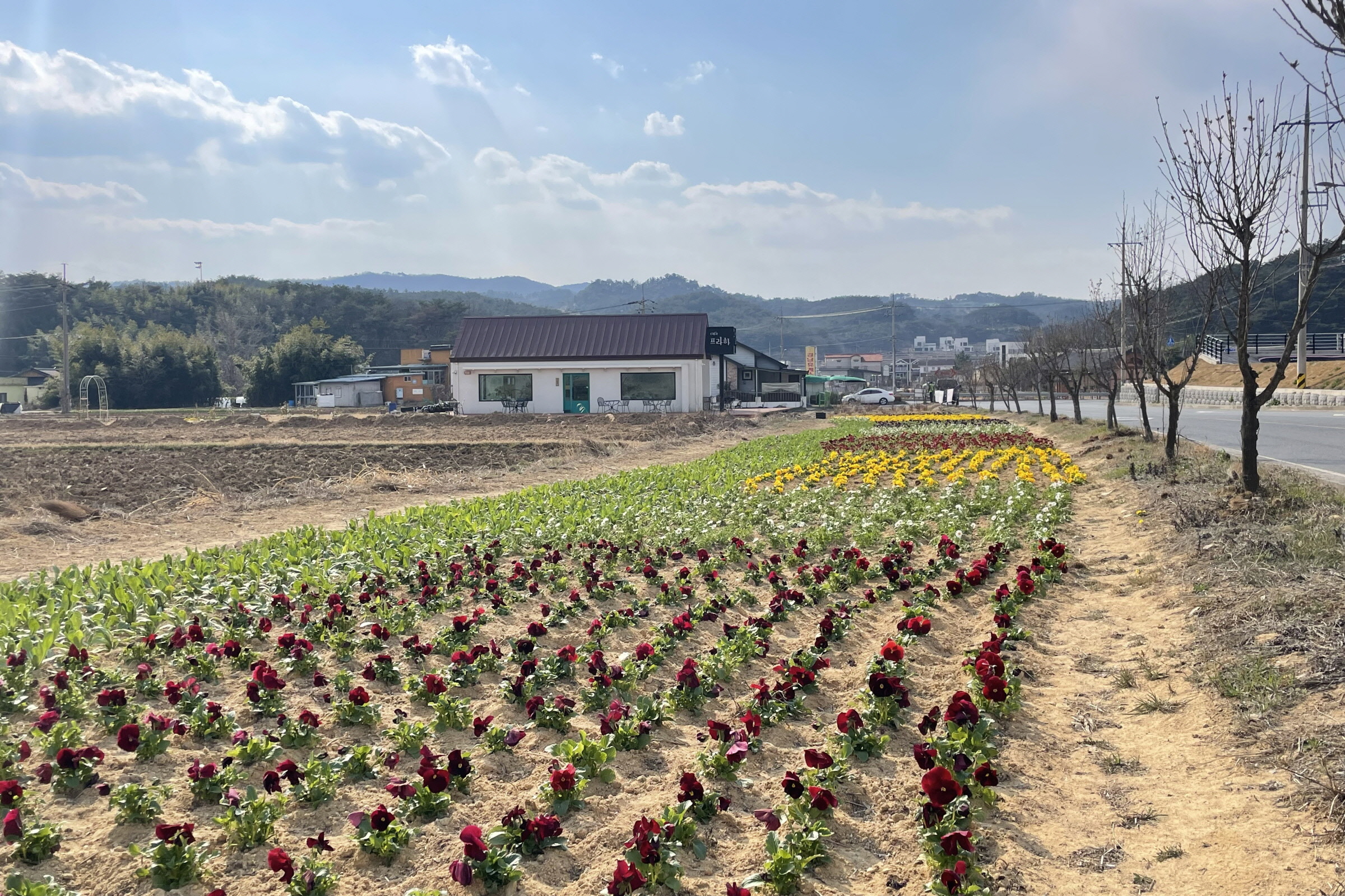 지난 18일부터 20일까지 3일간 천북면에서 계절꽃 1만5000본을 식재해 봄맞이 꽃길을 조성했다.