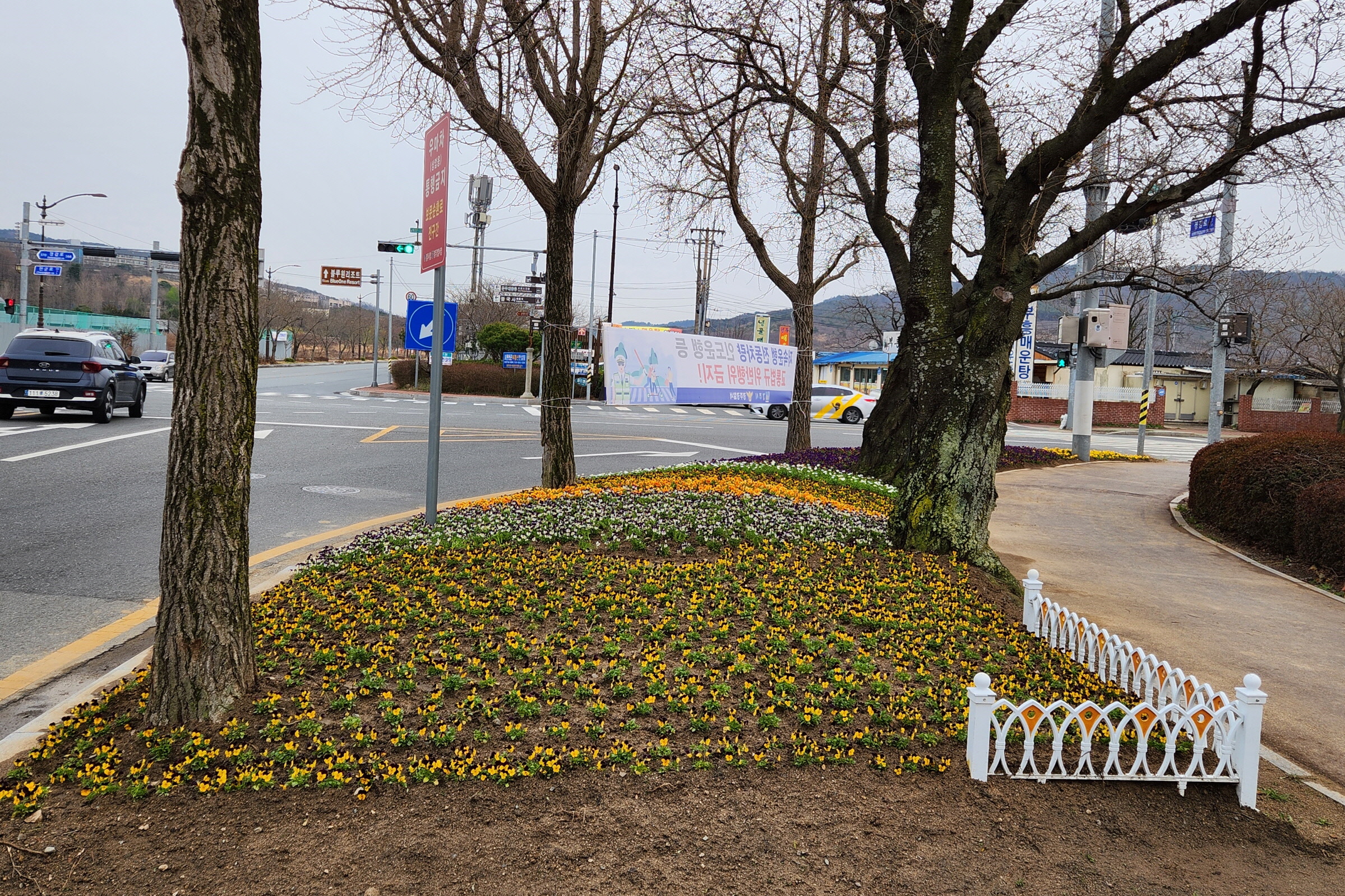 지난 26일부터 27일까지 이틀간 보덕동 행정복지센터에서 봄꽃 1만2300본을 식재했다.