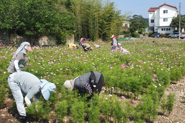 여름 휴가철을 앞둔 지난 10일 보덕동 생활개선회에서 북군동 펜션마을 입구 코스모스 밭 제초작업 및 환경정비를 실시했다.
